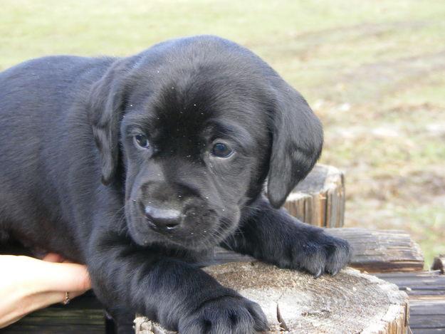 Labrador Retriever Welpen In Frankfurt Hunde